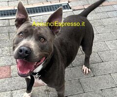 In regalo CANE METICCIO