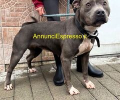 In regalo CANE METICCIO