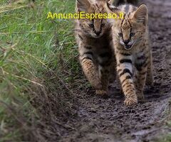 Gattino serval disponibile