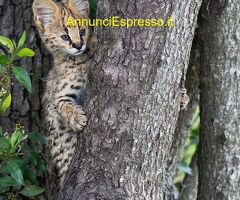 Gattino serval disponibile