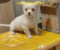 Chihuahua toy maschietto