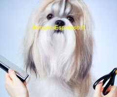 Negozio CENTRO MILANO mq66 Professionale