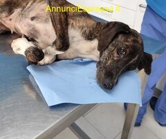 In regalo Cannella taglia medio piccola