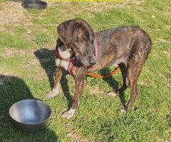 In regalo Cannella taglia medio piccola