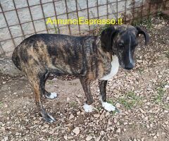 In regalo Cannella taglia medio piccola