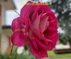 Tantra Le mie mani , la schiuma e tu con Viola