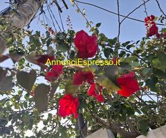 Tantra vero con Viola