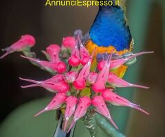 Tantra vero con Viola