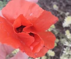 Tantra vero con Viola