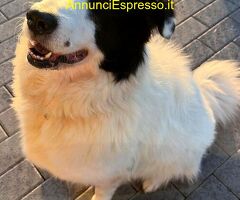 In regalo CANE METICCIO