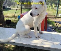 In regalo SIMBA pitbull ADOZIONE CUORE