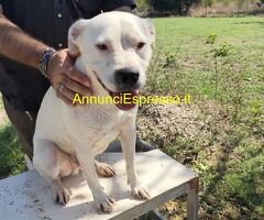 In regalo SIMBA pitbull ADOZIONE CUORE