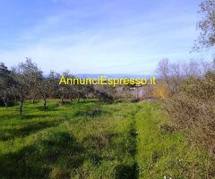 Terreno agricolo in zona Montecalvoli ( PI )