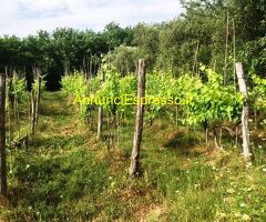 Terreno agricolo in zona Montecalvoli ( PI )