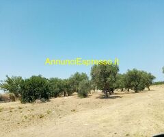 Affitto terreno edificabile mq7900 Privato