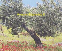 Fatina sensitiva medium cartomante