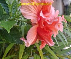 Tantra vero con Viola