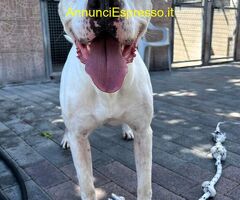 In regalo CANE METICCIO