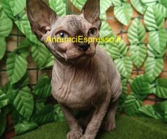 Sphynx