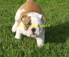 Bulldog inglese