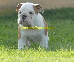 Bulldog inglese