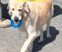 In regalo CANE METICCIO