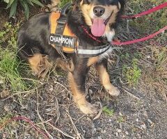 In regalo ZARA cagnolina taglia med/picc