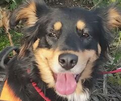 In regalo ZARA cagnolina taglia med/picc