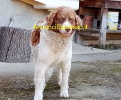 In regalo REBEL meticcio taglia media