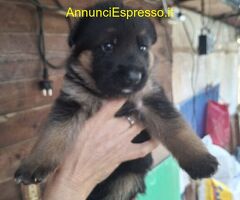 Cuccioli pastore tedesco