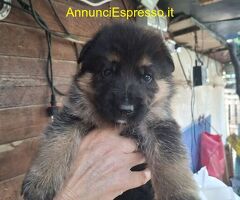 Cuccioli pastore tedesco