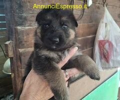 Cuccioli pastore tedesco