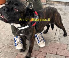 In regalo CANE METICCIO