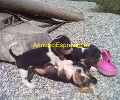 Beagle tricolore cuccioli