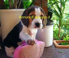 Beagle tricolore cuccioli