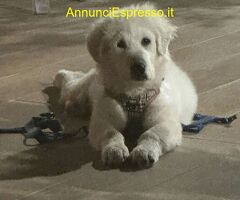 CANE DA MONTAGNA DEI PIRENEI