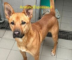 In regalo CANE METICCIO